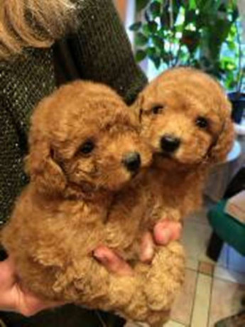 prelepe-francuske-toy-i-patuljaste-pudle-big-2