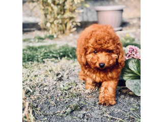 Crvena patuljasta pudla !