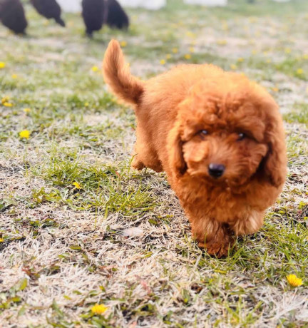 crvena-patuljasta-pudla-big-3