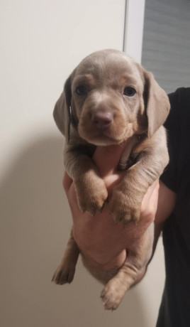 stenci-jazavicara-big-1