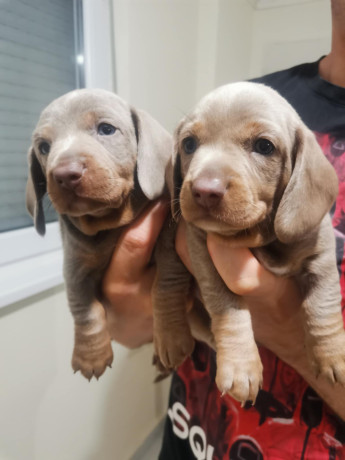 stenci-jazavicara-big-3