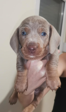 stenci-jazavicara-big-2