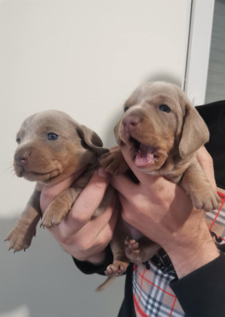 stenci-jazavicara-big-4