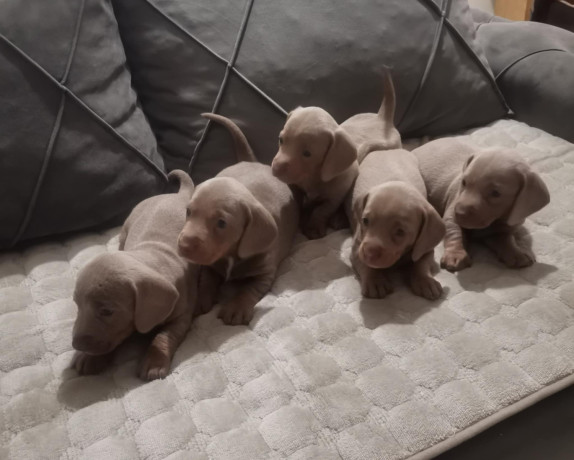 stenci-jazavicara-big-0