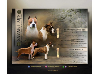 Američki Stafordski Terijer štenci