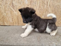 americka-akita-stenci-small-4