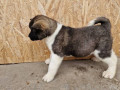 americka-akita-stenci-small-1
