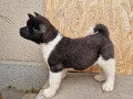 americka-akita-stenci-small-0