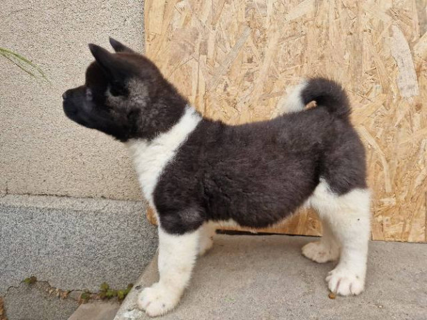 americka-akita-stenci-big-0