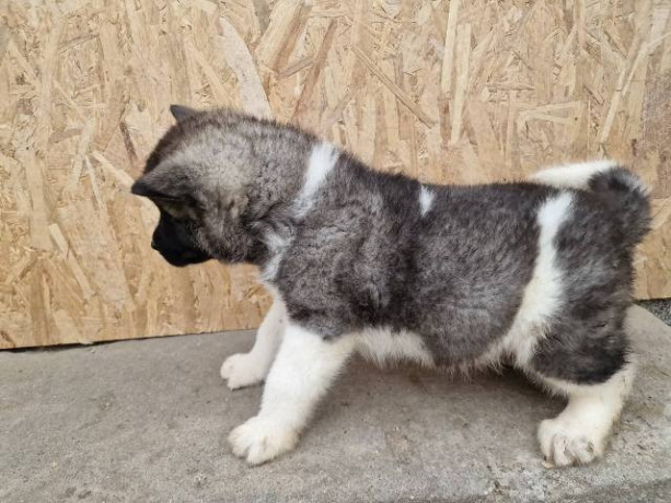 americka-akita-stenci-big-3