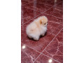 pomeranac-zenkica-small-1
