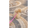 pomeranac-zenkica-small-4