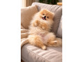 pomeranac-zenkica-small-0