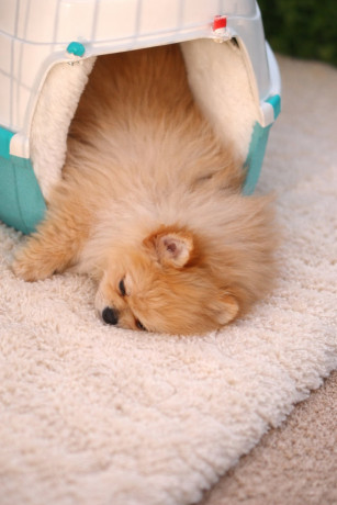 pomeranac-zenkica-big-2