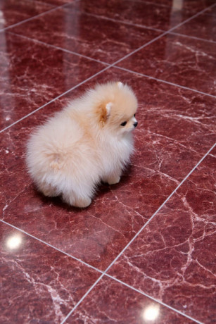 pomeranac-zenkica-big-1