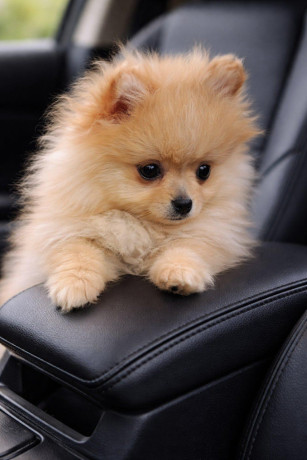 pomeranac-zenkica-big-3