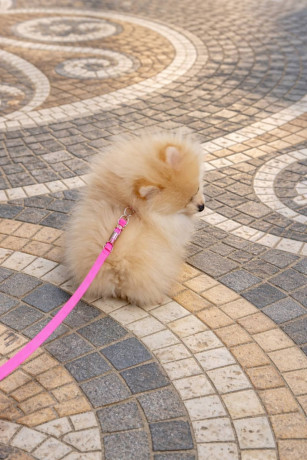 pomeranac-zenkica-big-4