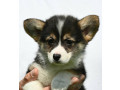 velski-korgiwelsh-corgi-pembroke-stenci-small-4