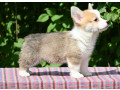 velski-korgiwelsh-corgi-pembroke-stenci-small-2