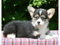 velski-korgiwelsh-corgi-pembroke-stenci-small-3