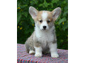 velski-korgiwelsh-corgi-pembroke-stenci-small-1