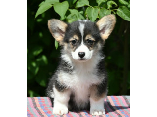 Velski korgi/Welsh Corgi Pembroke štenci