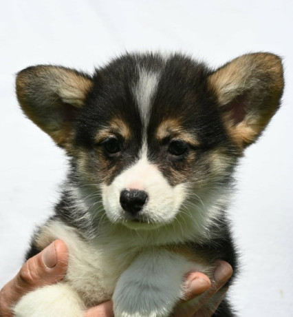 velski-korgiwelsh-corgi-pembroke-stenci-big-4
