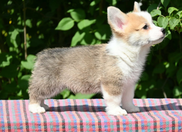 velski-korgiwelsh-corgi-pembroke-stenci-big-2
