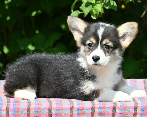 velski-korgiwelsh-corgi-pembroke-stenci-big-3