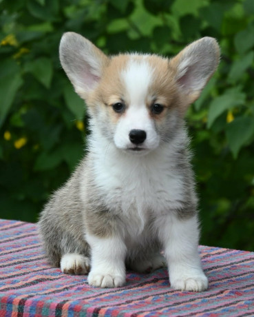 velski-korgiwelsh-corgi-pembroke-stenci-big-1