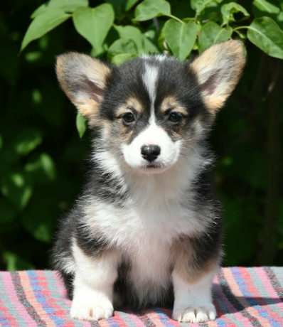 velski-korgiwelsh-corgi-pembroke-stenci-big-0