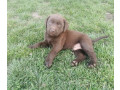 cokoladni-labrador-small-0