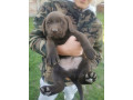 cokoladni-labrador-small-4