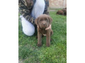 cokoladni-labrador-small-1