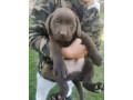 cokoladni-labrador-small-3