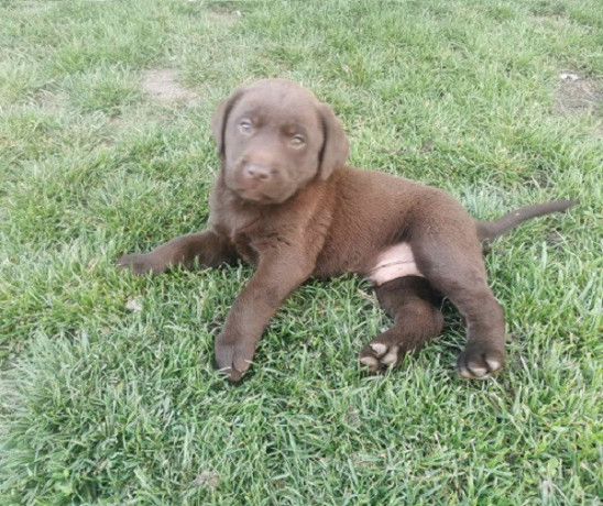 cokoladni-labrador-big-0