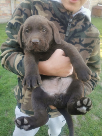 cokoladni-labrador-big-4