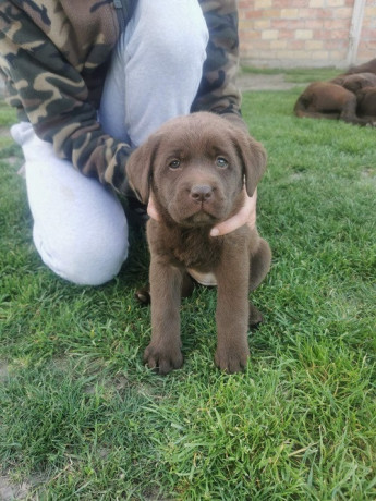 cokoladni-labrador-big-1