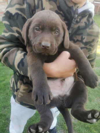 cokoladni-labrador-big-3