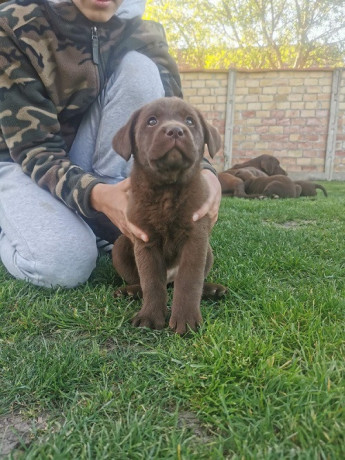 cokoladni-labrador-big-2