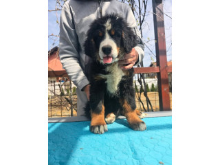 Bernski planinski pas štenci