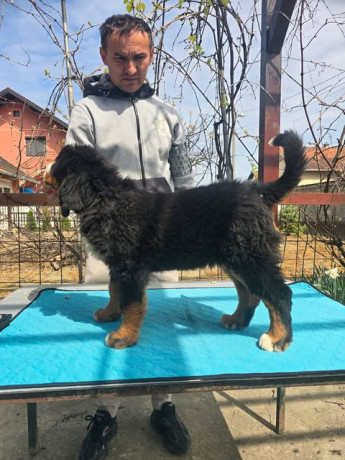 bernski-planinski-pas-stenci-big-3