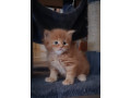 maine-coon-macici-small-4