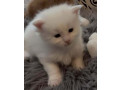 maine-coon-macici-small-3