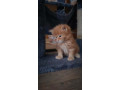 maine-coon-macici-small-2