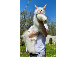 Maine Coon mačići !!