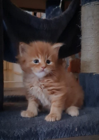 maine-coon-macici-big-4