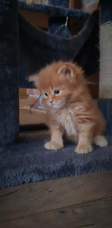 maine-coon-macici-big-2