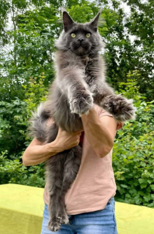 maine-coon-macici-big-1