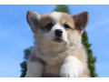 velski-korgi-pembrok-small-2